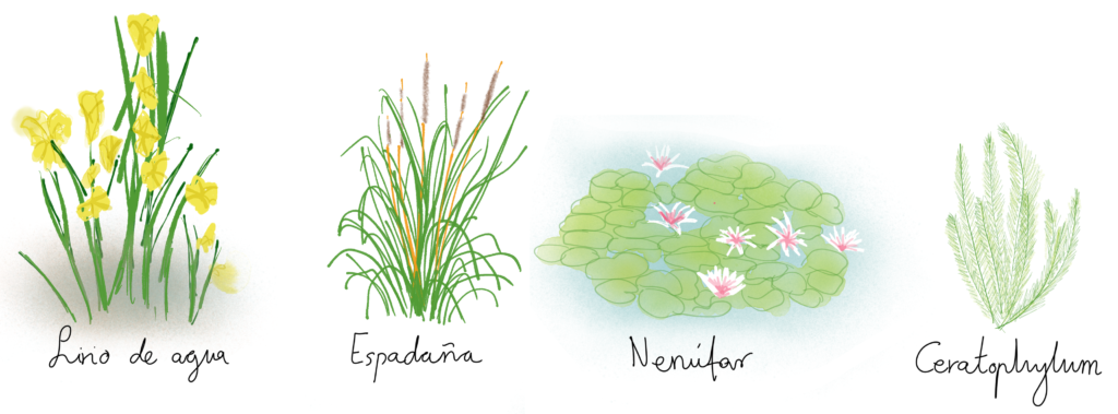 Plantas acuáticas